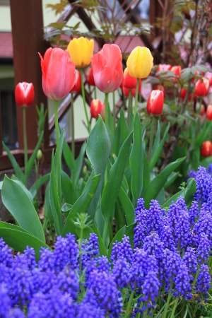 IMG_5453 (300x450)
