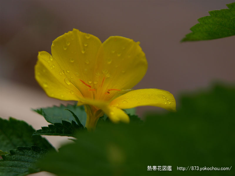 雨季のイェローアルダー