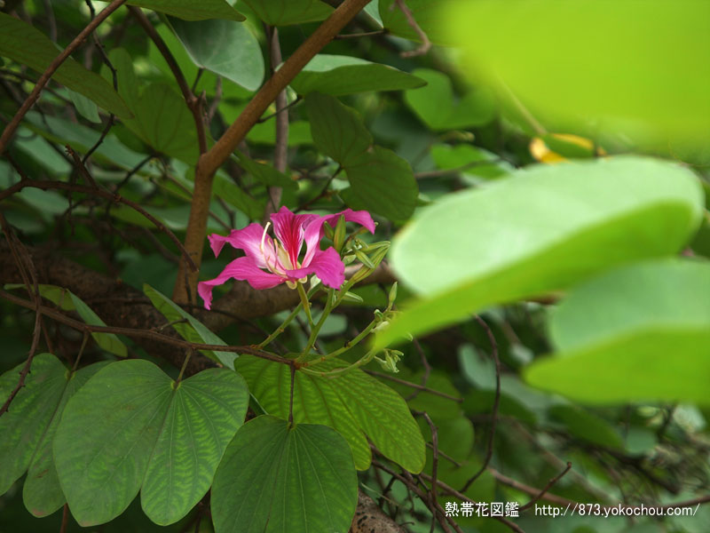 ビエンチャンの香港蘭