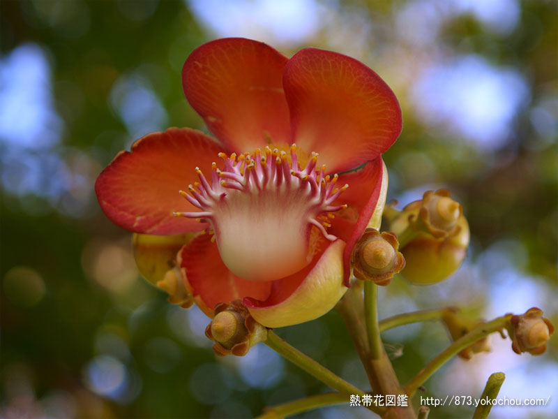 雨季は明けの砲丸の木の花