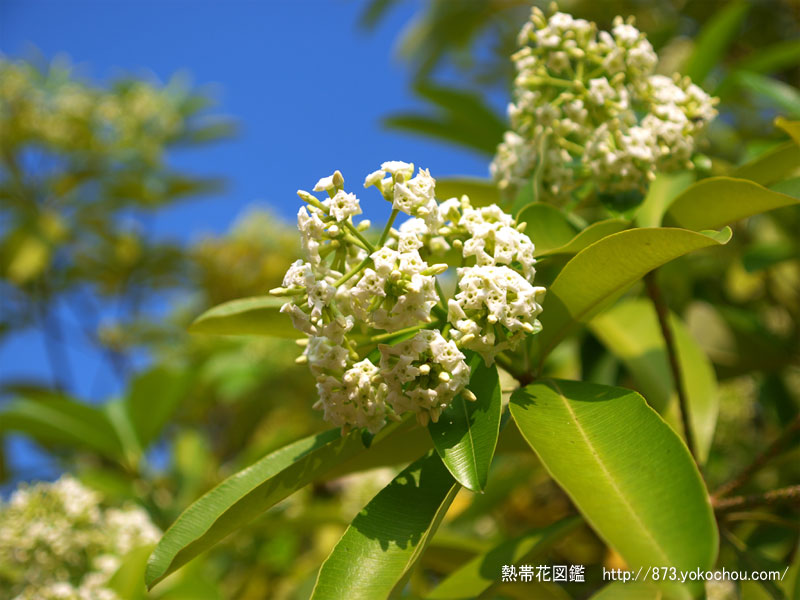七葉樹の花