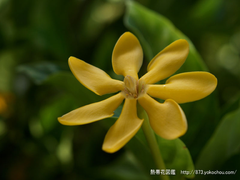 黄花クチナシ