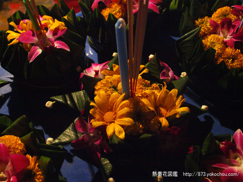 ガーベラの花灯篭 - ロイクラトン
