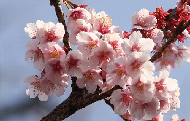 河津桜