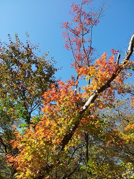 2011-10-16 12.56.23