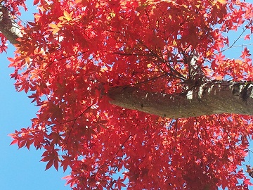 2011-10-16 12.53.43