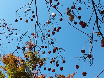 2011-10-16 12.47.44
