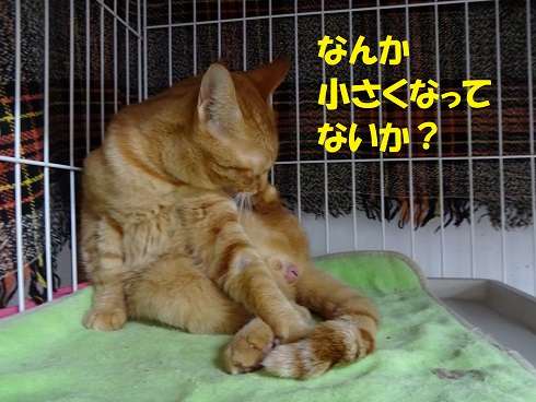 テン君1