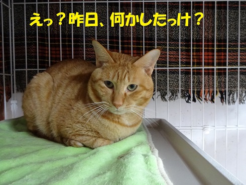 テン君2