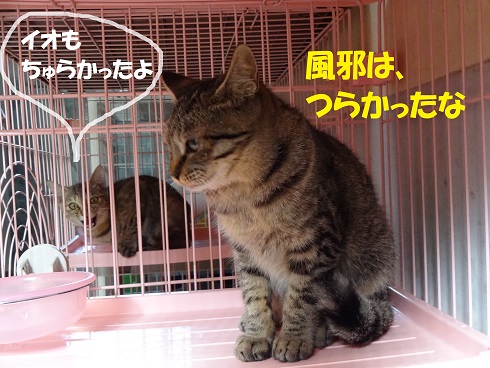 グリコ・イオ3