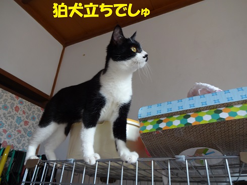 ほし1