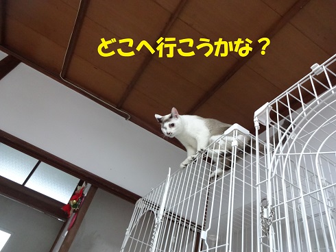 ジョエル1