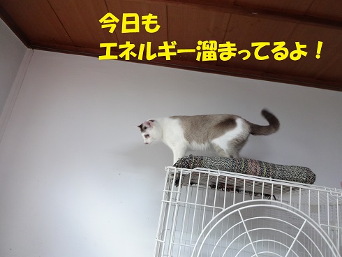 ジョエル2
