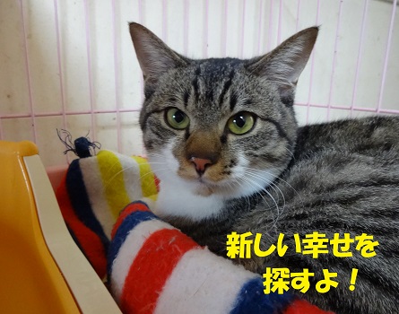 ニャジ