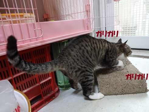 ニャジ1
