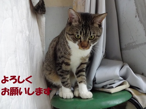 ニャジ2