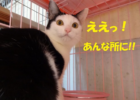 セイラ びっくり