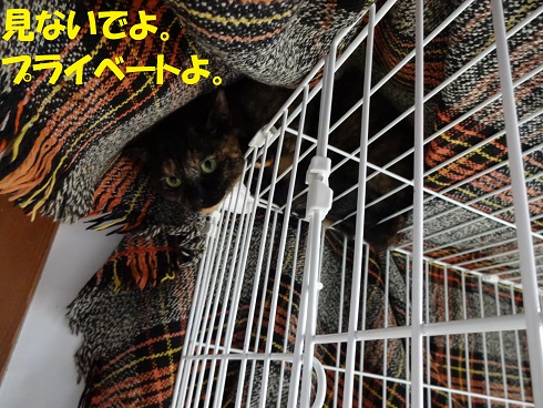 すだち2