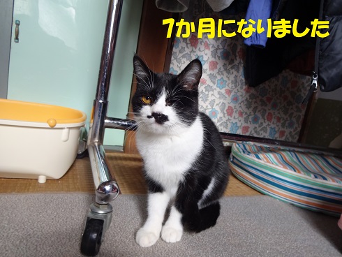 ほし1
