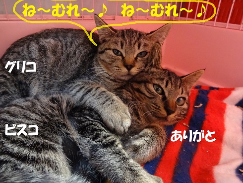 グリコ2