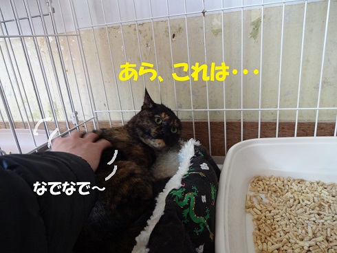 すだち1