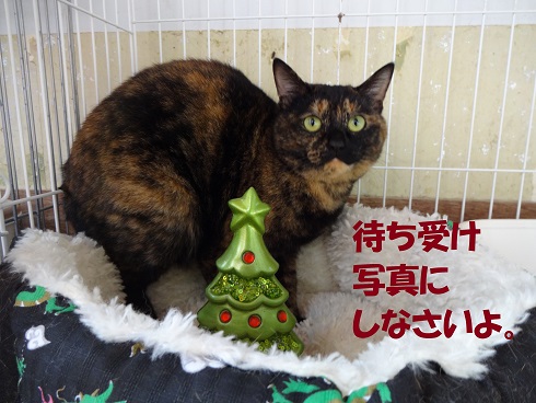 すだちさん2