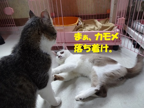 カモメ・ジョエル5
