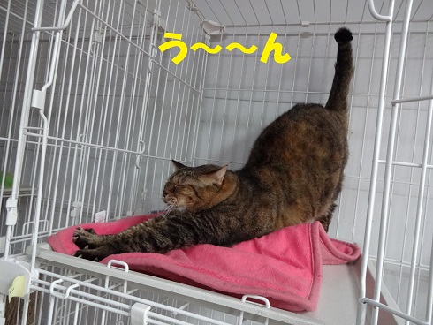 チャコ1