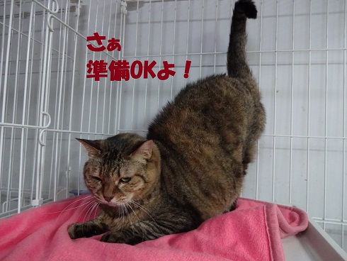チャコ3
