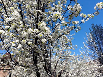 sakura2_2.jpg