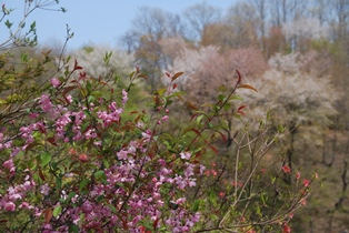 DSC_0125.jpg
