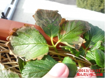 イチゴの葉が傷んだよ その対策は あぐうのベランダ菜園で実験中
