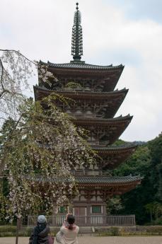 2012_sakura-1.jpg