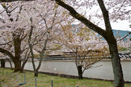 2012_sakura-2.jpg