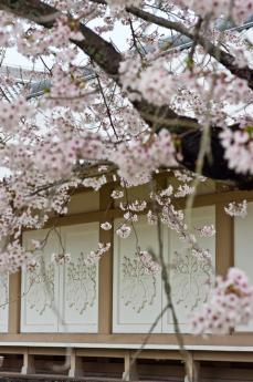 2012_sakura-5.jpg