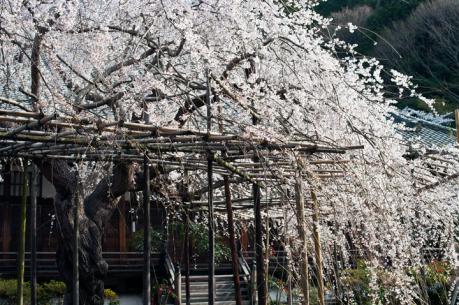 2012_sakura-8.jpg