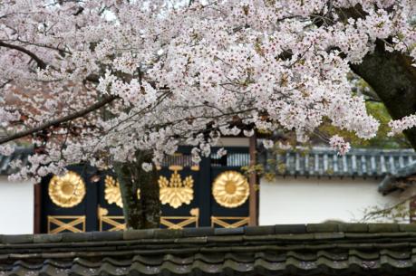2012_sakura-9.jpg