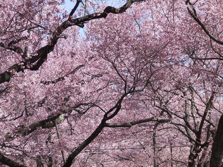 DSCF0722.jpg