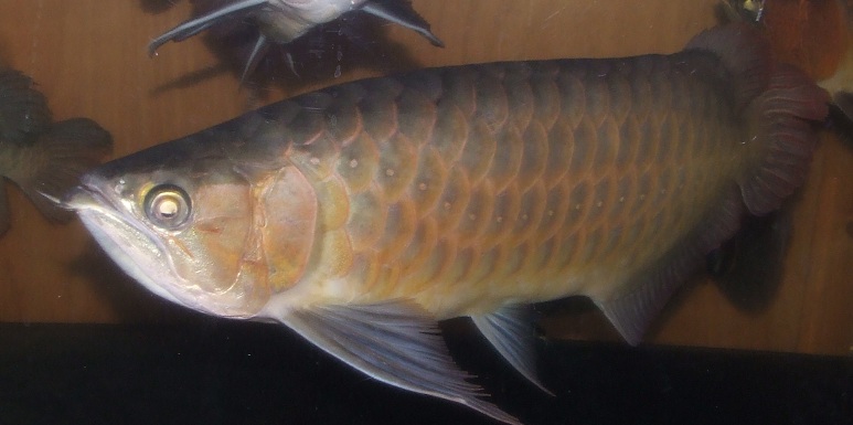 DSCF1033.jpg