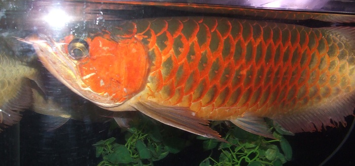 bintan.jpg