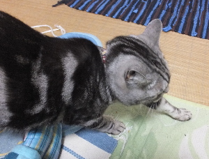 あほくさA