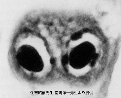 Owl's Eyes