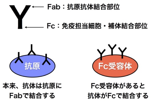 Fc receptor