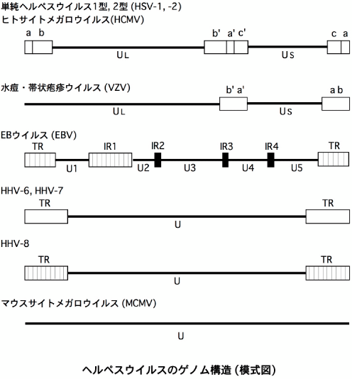 HHVのゲノム構造