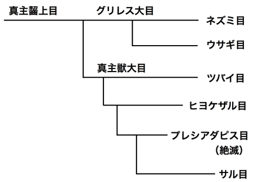サルの分類