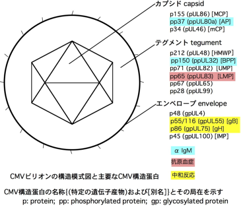 CMV粒子抗原