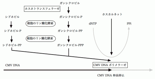 抗CMV薬