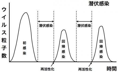 潜伏感染
