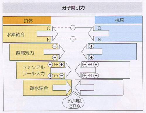 抗原ー抗体分子間引力