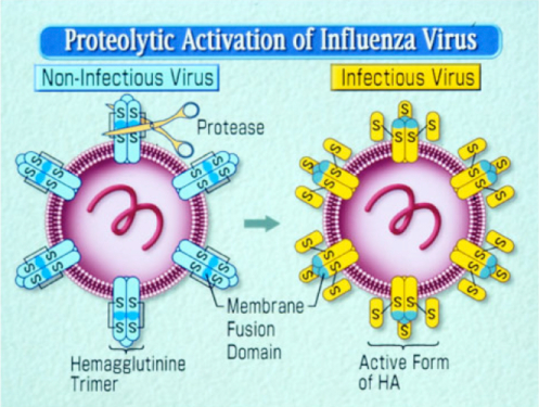 Proteolytic activation
